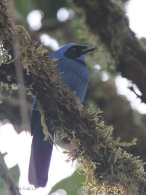Blue-and-black Tanager, Tandayapa Valley, Ecuador