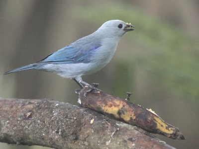 Blue-gray Tanager, Los Bancos, Ecuador