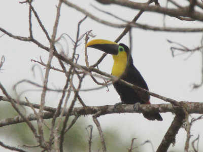 Chestnut-mandibled Toucan, Milpe, Ecuador