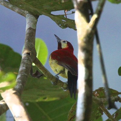 Crimson-mantled Woodpecker, Tandayapa Valley, Ecuador