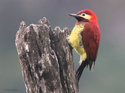 Crimson-mantled Woodpecker, Antisana reserve, Ecuador