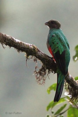 Golden-headed Quetzal, Paz de las Aves, Ecuador