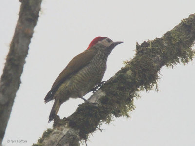 Golden-olive Woodpecker, Milpe, Ecuador