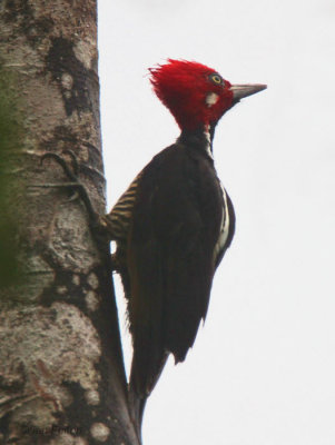 Guayaquil Woodpecker, Paz de las Aves, Ecuador