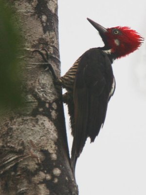 Guayaquil Woodpecker, Paz de las Aves, Ecuador
