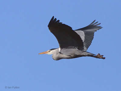 Grey Heron, Aber Bog-Loch Lomond NNR