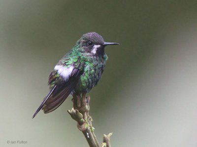 Green Thorntail, Milpe, Ecuador