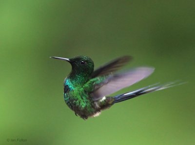 Green-crowned Brilliant, Milpe, Ecuador