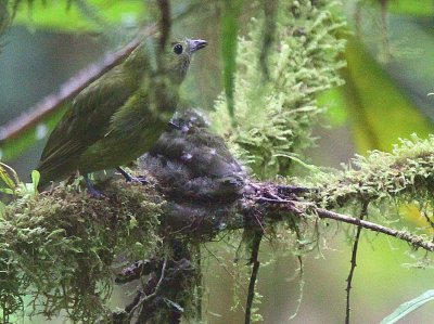 Olivaceous Piha, Paz de las Aves, Ecuador