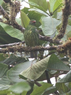 Orange-breasted Fruiteater(female), Tandayapa Valley, Ecuador