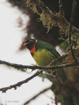 Orange-breasted Fruiteater(male), Tandayapa Valley, Ecuador