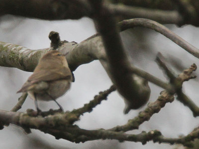 Siberian Chiffchaff, Dalgety Bay, Fife