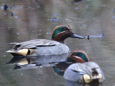 Teal (drake), Dalgety Bay, Fife