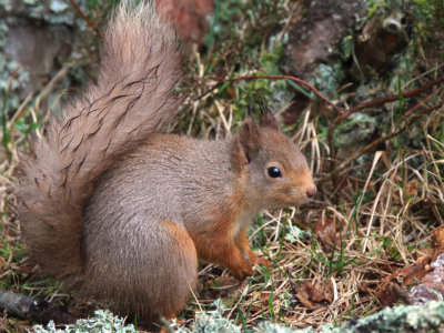 Red Squirrel, Loch Garten, Highland