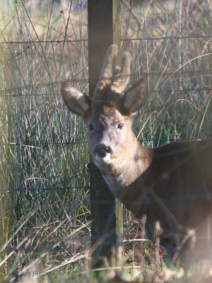 Roe Deer, Loch Lomond NNR