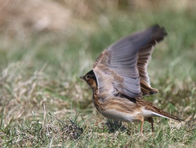 Skylark, Loch Lomond NNR, Clyde