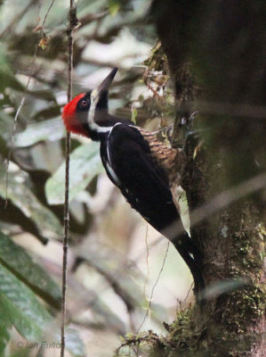 Powerful Woodpecker, Paz de las Aves, Ecuador