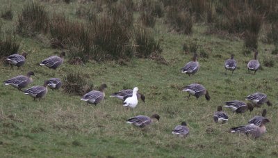 Ross's Goose, Forth, Clyde