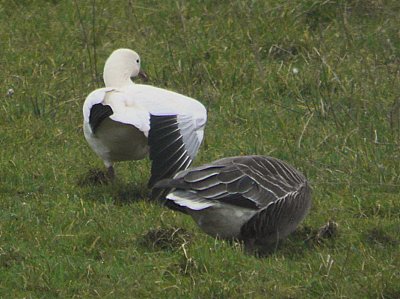 Ross's Goose, Forth, Clyde