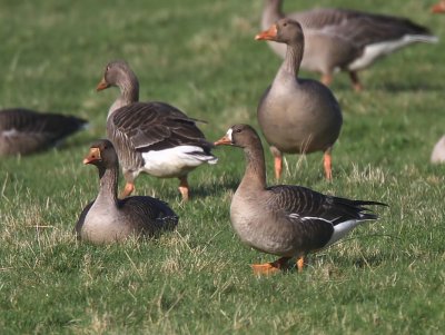 European White-fronted Goose, Douglas Water, Clyde