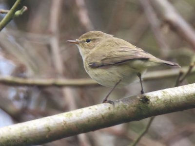 Chiffchaff, Dalzell Woods-Motherwell, Clyde