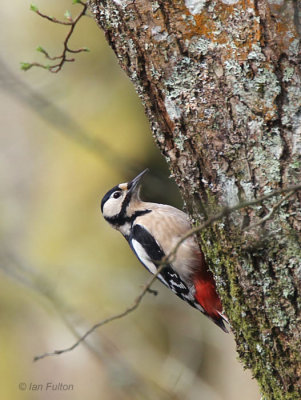 Great Spotted Woodpecker, Burn of Mar-Loch Lomond, CLyde