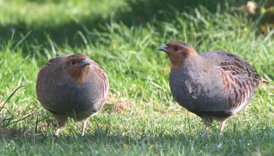 Grey Partridge, Crail, Fife