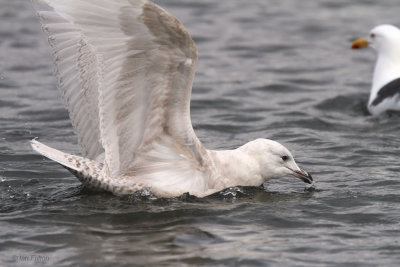 Iceland Gull, Hogganfield Loch, Glasgow