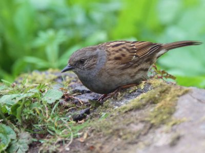 Dunnock, Baron's Haugh RSPB, Clyde