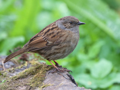 Dunnock, Baron's Haugh RSPB, Clyde