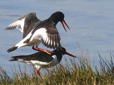 Oystercatchers, Rowardennan, Clyde