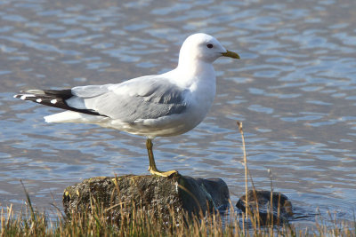 Common Gull, Rowardennan, Clyde