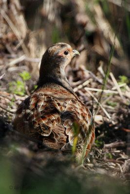 Grey Partridge, Powgavie, Perth & Kinross