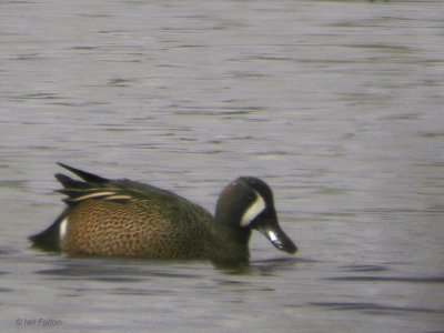 Blue-winged Teal, South Gilmourton Pool, Clyde