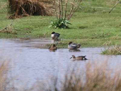 Blue-winged Teal, South Gilmourton Pool, Clyde