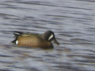 Blue-winged Teal, South Gilmourton Pool, Clyde