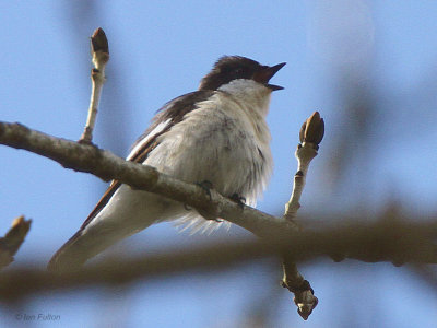 Pied Flycatcher, Pass of Leny, Upper Forth