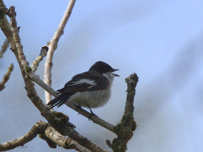 Pied Flycatcher, Pass of Leny, Upper Forth