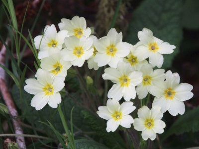 Primrose, Pass of Leny