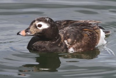 Long-tailed Duck, Hogganfield Loch, Glasgow