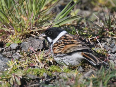 Reed Bunting, Burncrooks, Clyde