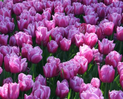 A sea of tulips in Istanbul