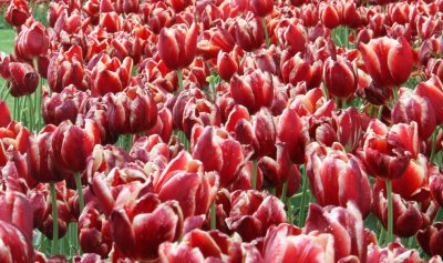A sea of tulips, Istanbul