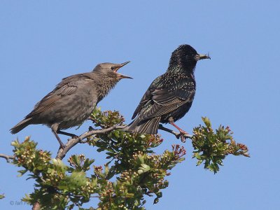 Starling, Merryton Haugh, Clyde