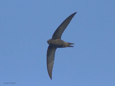 Swift, Merryton Haugh, Clyde