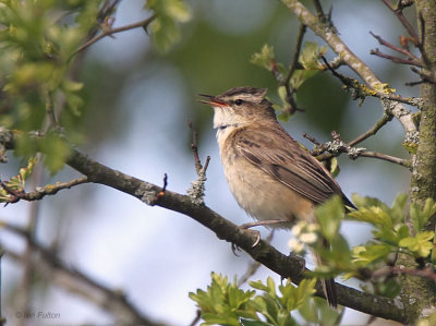 Sedge Warbler, Merryton Haugh, Clyde