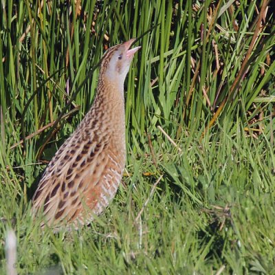 Corncrake, Gruinart RSPB, Islay, Argyll