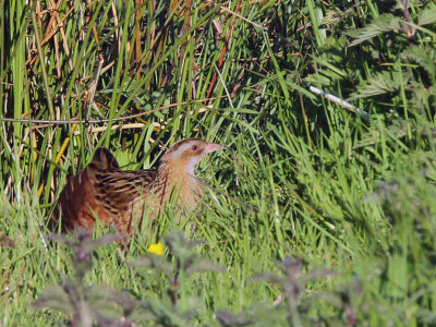 Corncrake, Gruinart RSPB, Islay, Argyll