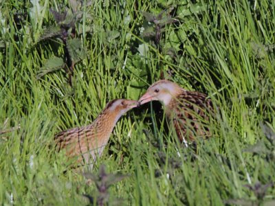 Corncrake, Gruinart RSPB, Islay, Argyll