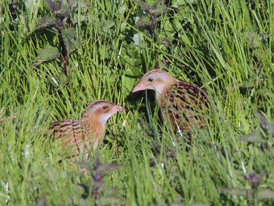 Corncrake, Gruinart RSPB, Islay, Argyll